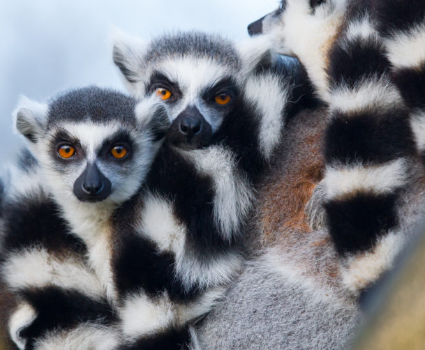 A close-up of a huddle of Ring-tailed Lemurs with their distinctive black-and-white banded faces and bright orange eyes – Earth Trip Personally Inspected Destinations.