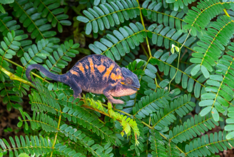 Female Panther Chameleon in Lokobe Special Reserve