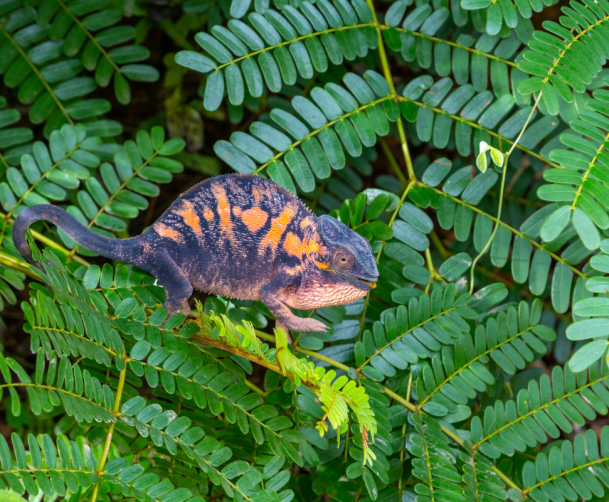 Female Panther Chameleon in Lokobe Special Reserve