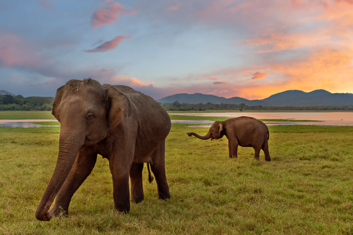 Sri Lanka: Elephant