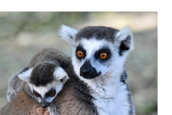 A mother ring-tailed lemur and her young offspring looking toward the camera against a soft-focus forest background in Madagascar. Tailor-made Madagascar tours, Luxury Madagascar travel, Bespoke Madagascar wildlife holidays, Private Madagascar safari trips, Customised Madagascar adventure travel, Madagascar holidays with private driver