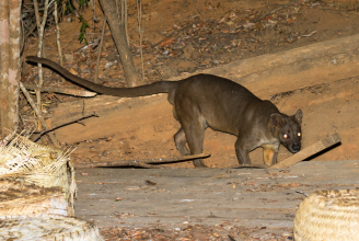 fossa