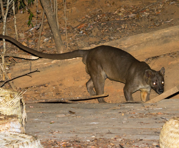 fossa