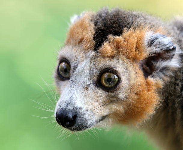 Endemic Crowned Lemur in the canopy of Ankarana National Park, Northern Madagascar.