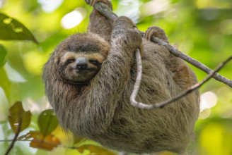 Costa Rica bespoke-holidays - sloth bear