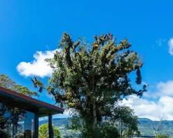 Poas Volcano Lodge nestled in the misty cloud forest of the Costa Rican highlands