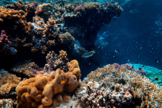 Hol Chan Marine Reserve & Shark Ray Alley