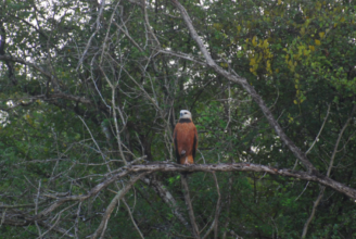crooked tree wildlife sanctuary